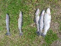 Bilder/thumbnails/DamenundFamilienfischen2011/P1000316.JPG